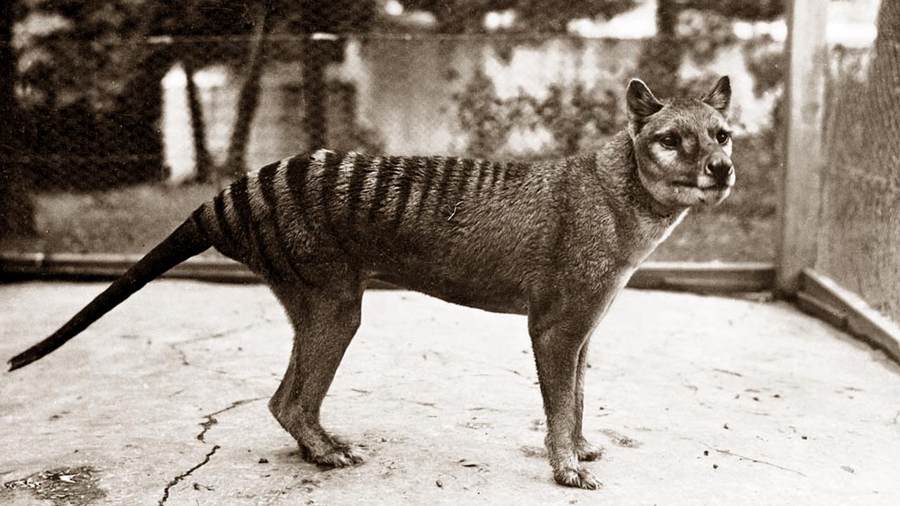 Dallas-Based Colossal Introduces the Tasmania Thylacine Advisory