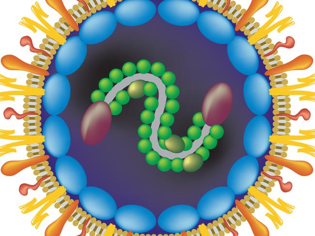 The virus can cause cold-like symptoms such as cough, sore throat and fever but is generally not as dangerous as Covid-19.