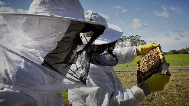 Beekeepers examine hives and take bee samples for testing for varroa mite, near Paterson, on the NSW Central Coast. PICTURE: TWAM/NICK CUBBIN