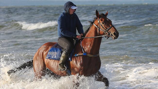 Lucy Yeomans gives Cup hopeful Jameka a walk along Mordialloc Beach on Monday.