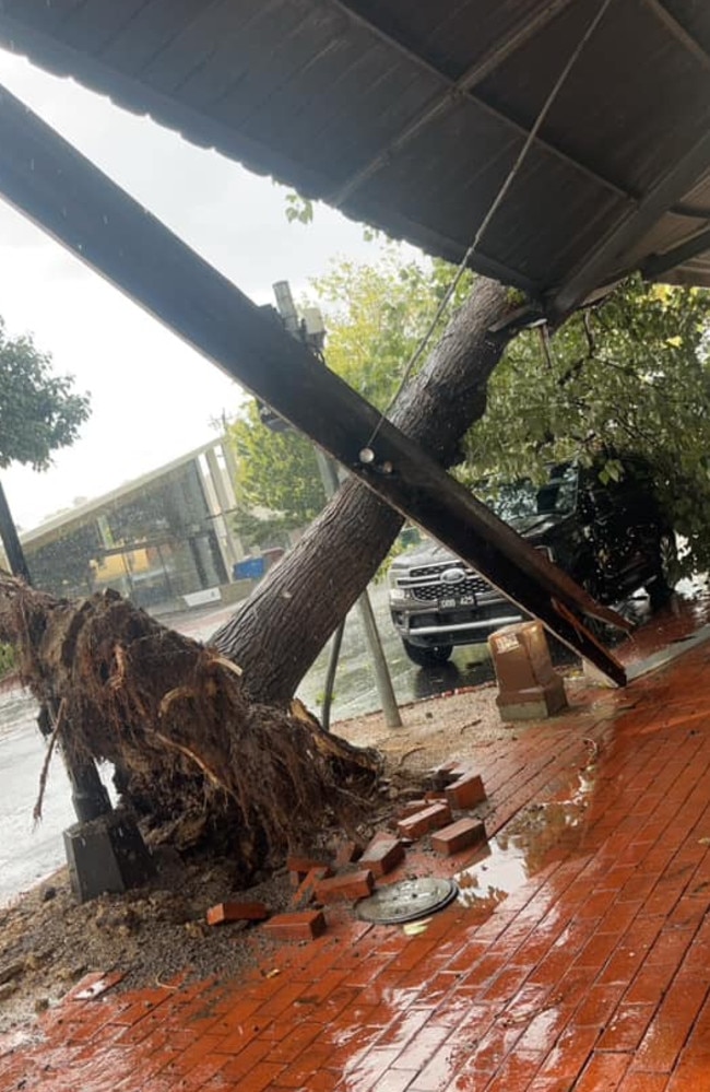 An uprooted tree on Pakington St in Geelong West.