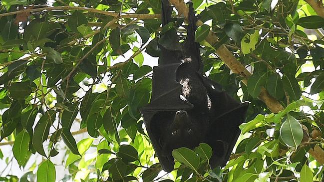 The Alice River colony is mostly made up of black flying foxes - the largest bat species in Australia. Picture: Shae Beplate.