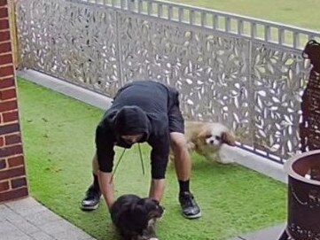 Melissa Hanson has released CCTV stills of the moment two men worked to steal her two spaniels, Charlie and Harry, from her Perth property. Picture: Facebook.