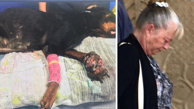 Sassie the dog had to be put down with a terrible wound to its paw. Owner Sindy Rose Hall faced court for failing to seek care for the dog.