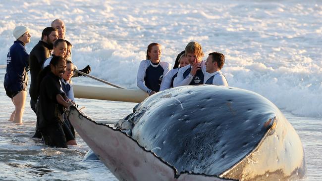 Members of the public are advised not to assist stranded marine animals, but instead, report it and leave it to the experts. Picture: Glenn Hampson