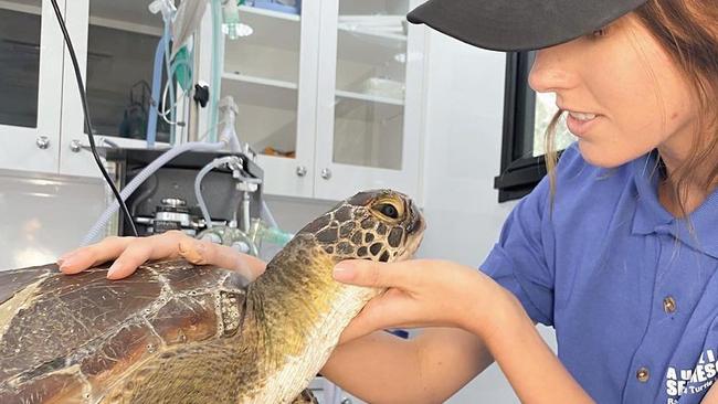 Rainbow the green sea turtle gets some special treatment from ASR volunteers.