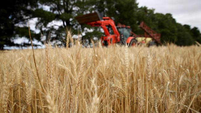 Victorian crops are battling diverse conditions with rain and dry spells affecting progress. Picture: Andy Rogers