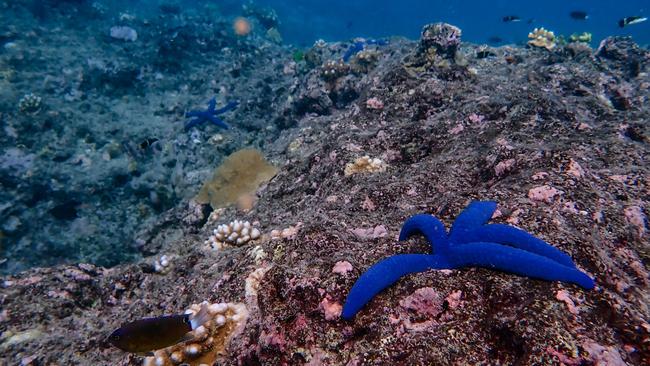 The Great Barrier Reef in the Northern Section (Cape York to Cooktown). Picture: Australian Institute of Marine Science