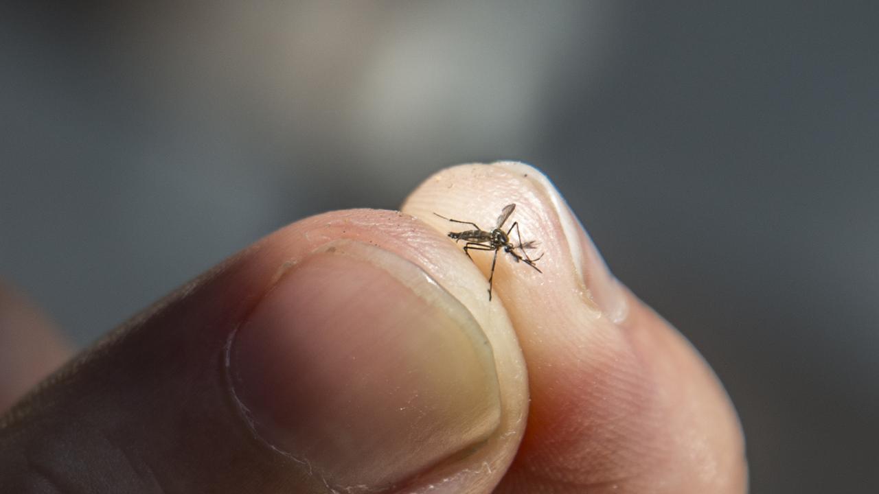 Health authorities have warned this wet and warm weather can lead to an increased number of mosquitos and a further risk of contracting diseases they spread. Picture: iStock