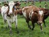 Cow farts a risk to human health