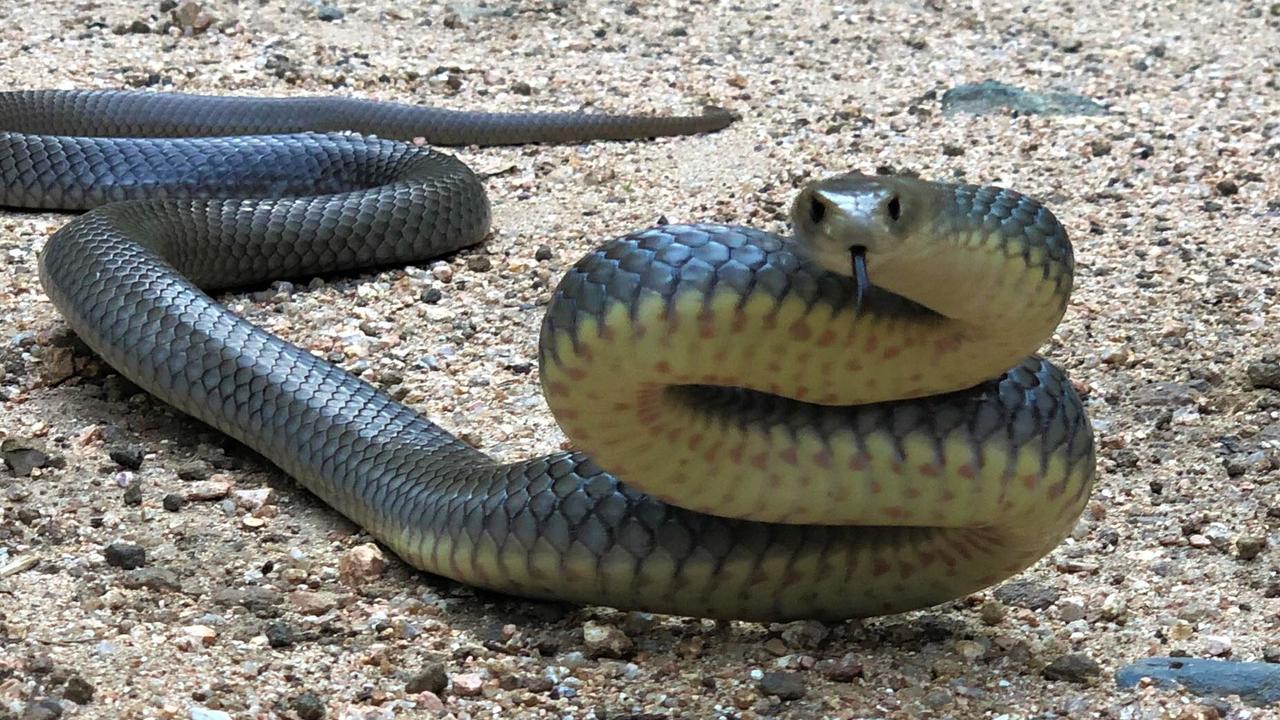 Townsville snake bite: Bowen man bitten by snake in 2019 | Townsville ...