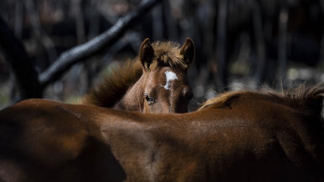 Contentious issue: The environmental impact of brumbies roaming freely across the Australian Alps is being hotly debated. Picture: Sean Davey