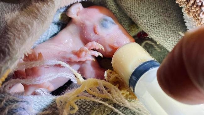 An Ipswich childcare worker helped a baby possum escape a slow death on the side of the road after she found the critter in the pouch of a possum that had been hit by a car.