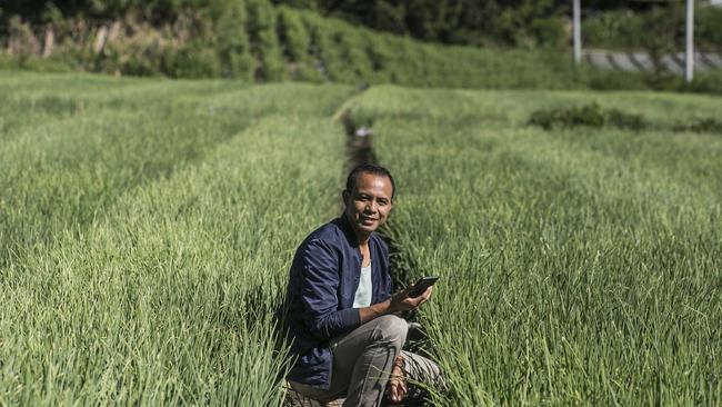 I Kadek Didi Suprata among the shallots at his family's farm near Lake Batur this week. Picture: Johannes P. Christo