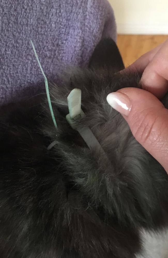 One of the cable ties fixed tightly around the cat’s neck. Source: RSPCA