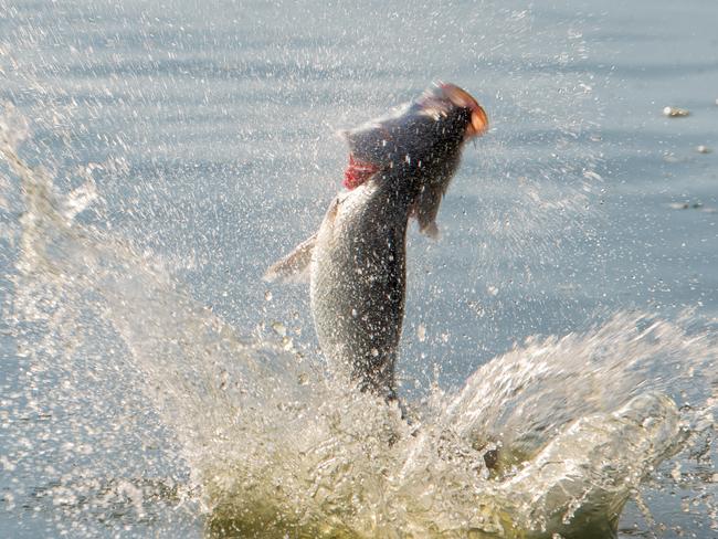 Fishing a jumping barramundi in thailand