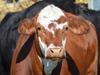 Producers urged to make own biosecurity plans