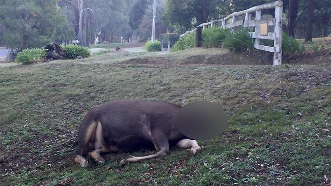 A deer carcass by a resident’s driveway.