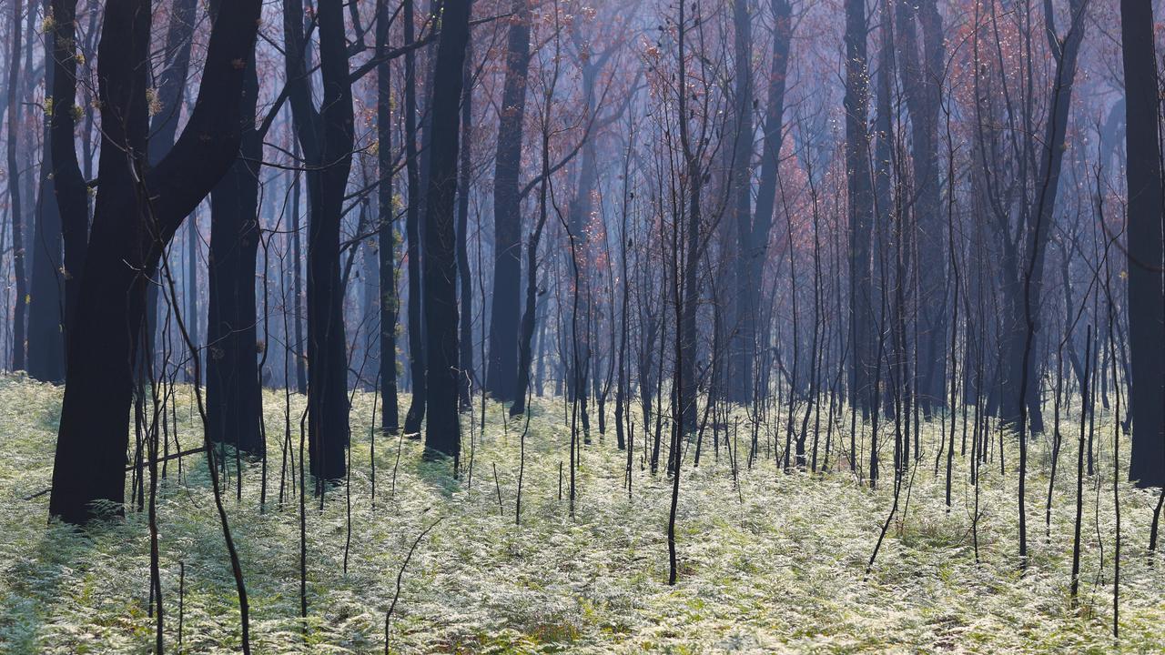 Dr Will Grant says the world is having a conversation about Australia because of the severity of this season’s bushfires. Picture: AAP Image/David Crosling