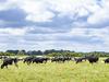 Analysis: The strategy behind opening milk prices