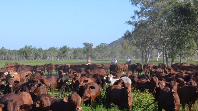 1000 cattle mustered on a long two day trip for campdraft | Townsville ...