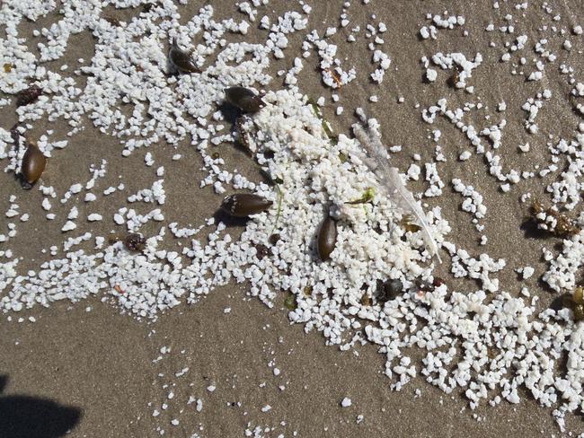 Fish matter washed up on Bruny Island. Picture: Bob Brown Foundation