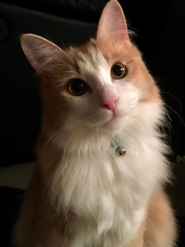 Phoebe is a 3 year old Cymric breed cat. She was adopted from the RSPCA and loves to play hide and seek, sun bake and get brushed. Picture: Sarah