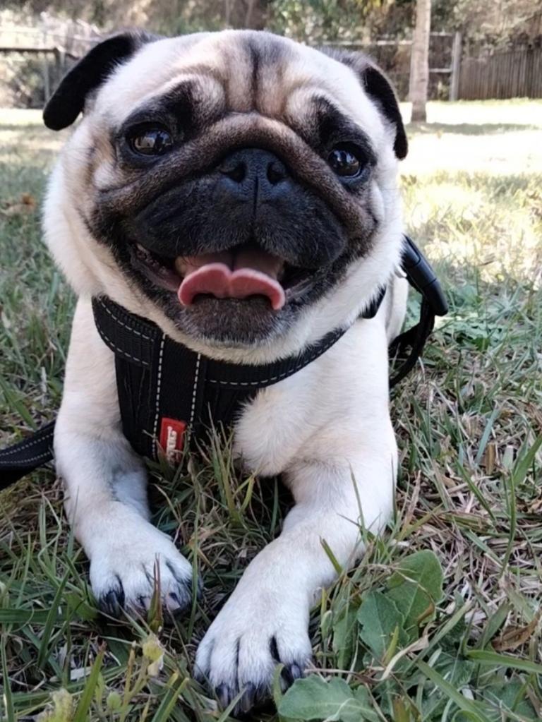 Sadie "Truckie" Schneider – Sadie is a happy, funny and naughty pug, her love of nuggets is beyond ridiculous!