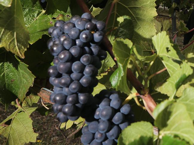 Wobbly Boot Vineyard owner Paul Williams uses a refractometer to check the sugar content of his pinot grapes. PICTURE: Luke Bowden