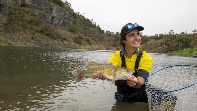 Mitch Turner from the Victorian Fishing Authority releases a Murray cod into the lake at Quarry Reserve in Ferntree Gully. Picture: Andy Brownbill