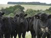 Brits primed for a taste of tariff-free Aussie beef