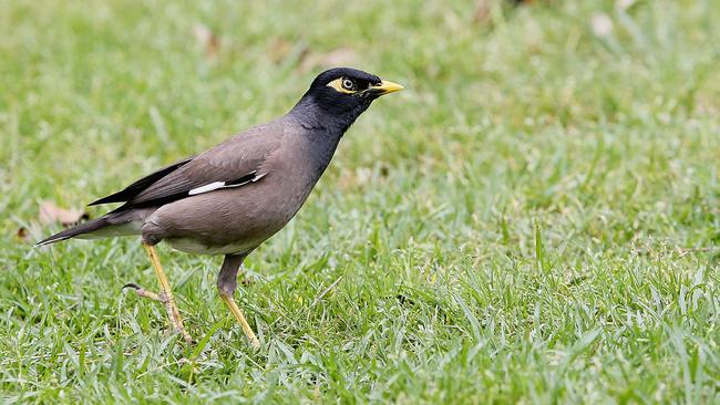 An Indian Myna Bird. Picture: John Appleyard