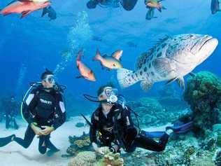 Airlie Beach residents have easy access to the Great Barrier Reef. Picture: Darren Jew