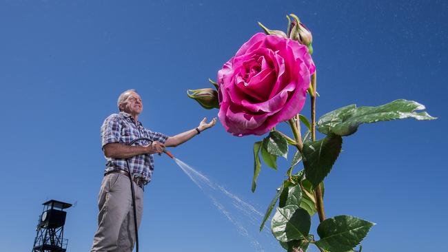 Blooming lovely: Terry Freeman waters his famous garden ahead of the 2017 Melbourne Cup Carnival. Picture: Jason Edwards