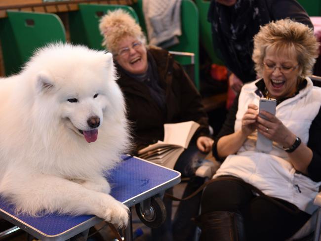 What was that saying about dogs and owners? Picture: AFP/OLI SCARFF.