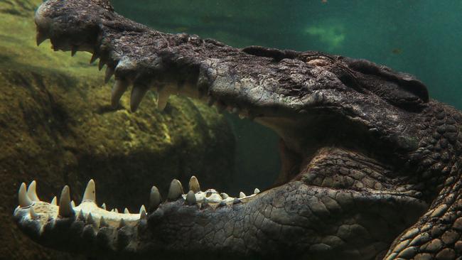 Herpes killing off our crocs | news.com.au — Australia’s leading news site