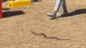 A Brown Snake seen at Grange Golf Course during LIV golf. Picture: Golf Gods / Instagram