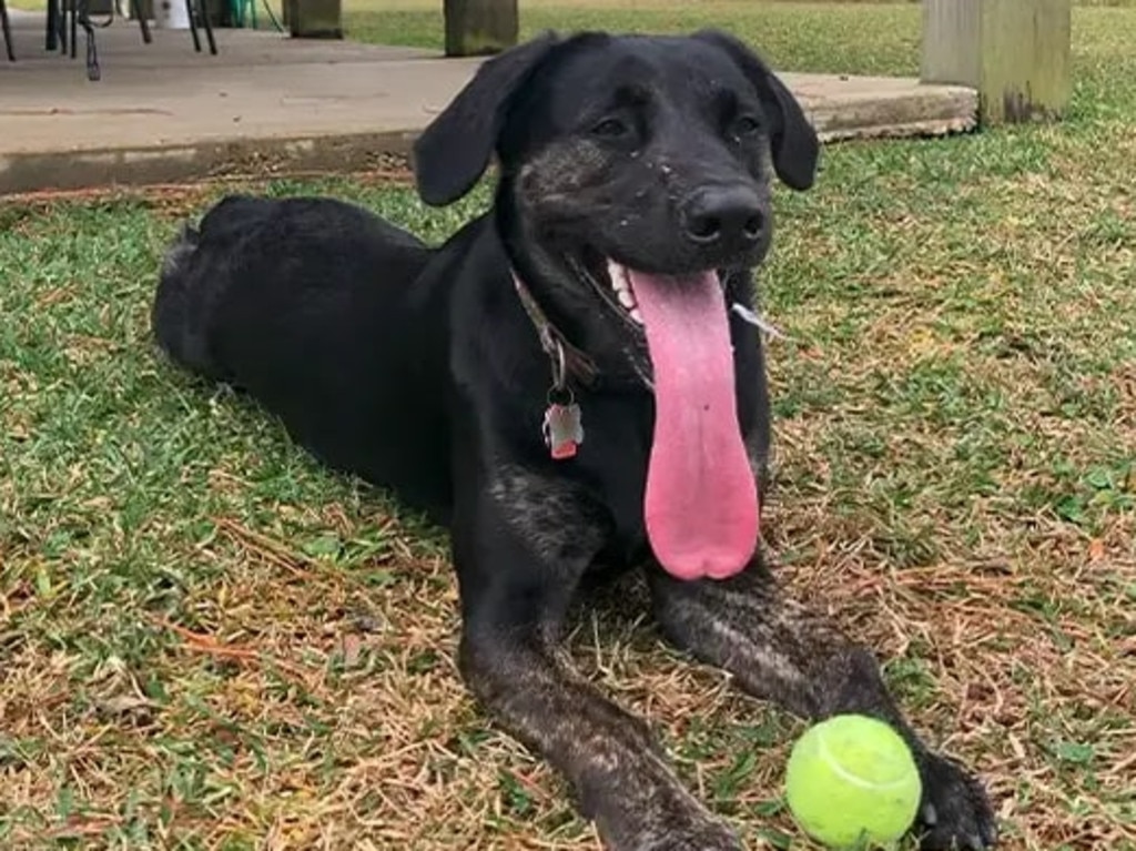 Zoey, a labrador/German shepherd mix that hold the world record for the longest tongue on a living dog at 12.7cm. June 2, 2023