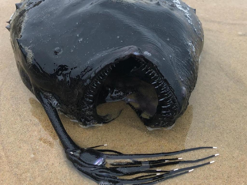 If you thought stepping on a washed-up stingray in the sand was enough to cack your dacks, be thankful you don’t live in southern California.