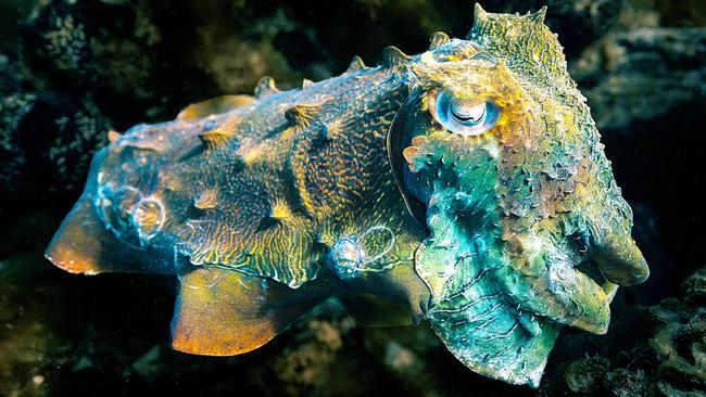 Concerns have been raised over the impacts of a Clean Seas aquaculture farm on Whyalla’s annual cuttlefish aggregation – and the thousands of tourists it attracts each year. Picture:Tyson Mayr