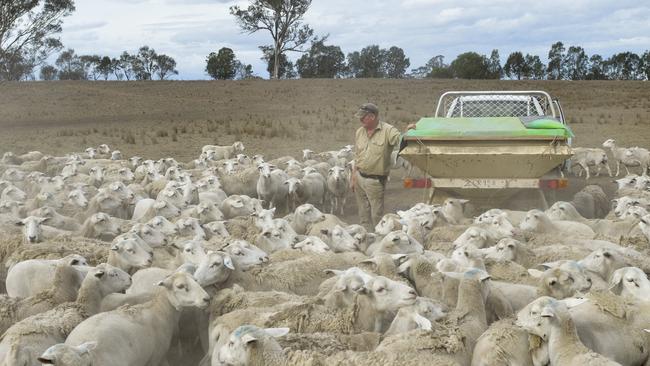 Known for their hardiness, the once-maligned Dorper sheep are now attracting record prices. Picture: Dannika Bonser