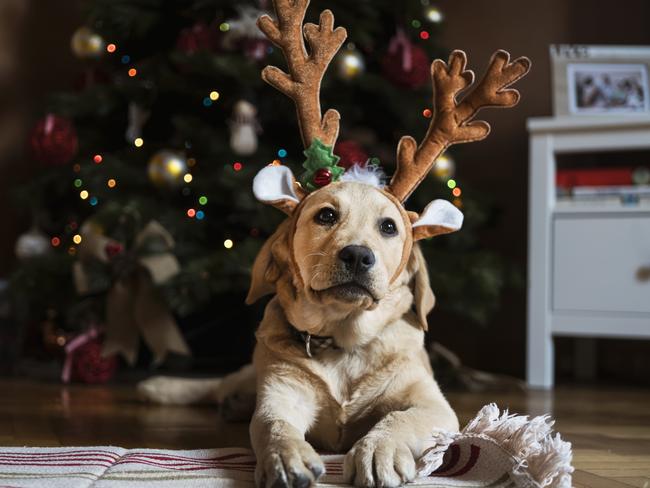 RSPCA Australia senior scientific officer Dr Sarah Zito says owners should steer clear of dressing up pets this Christmas.