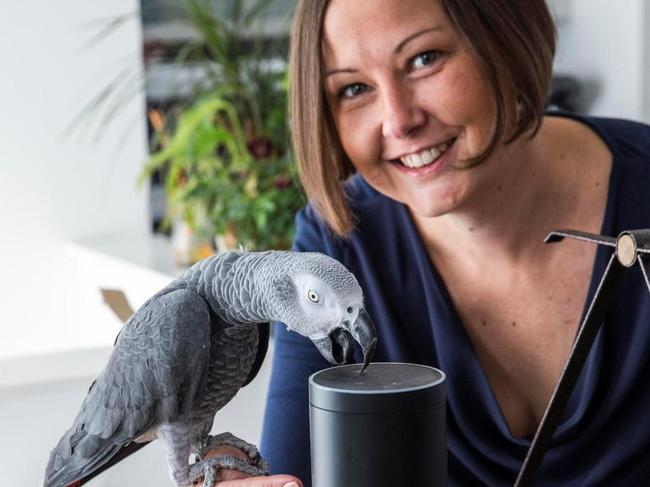 SHOPPING POLLY Parrot shows he’s a clever boy by ordering Amazon gift boxes with voice-controlled gadget AlexaThe African grey called Buddy shocked owner Corienne Pretorius when she realised the only culprit for a mystery order was the five-year-old bird. BUDDY the parrot showed he’s a pretty clever boy by mimicking his owner to order online shopping via Amazon’s Alexa voice-controlled system.Shocked Corienne Pretorius could not work out how she had requested a £10 set of gift boxes until she realised her African grey had bought them. Picture: SWNS/Mega