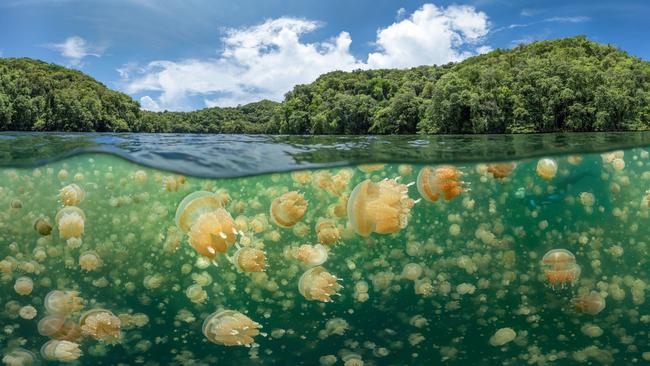 A group of jellyfish in Palau. Picture: Oleg Gaponyuk/Underwater Photographer of the Year 2021