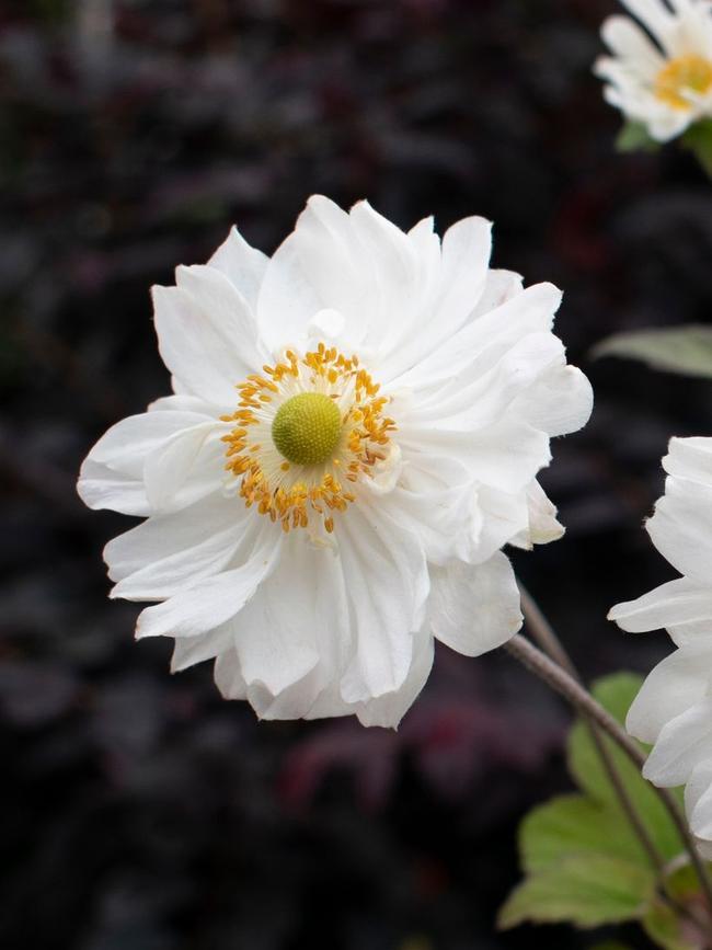 Anemone Snow Angel