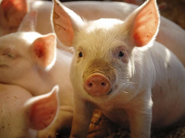 Geelong scientists’ urgent fight to protect pork industry