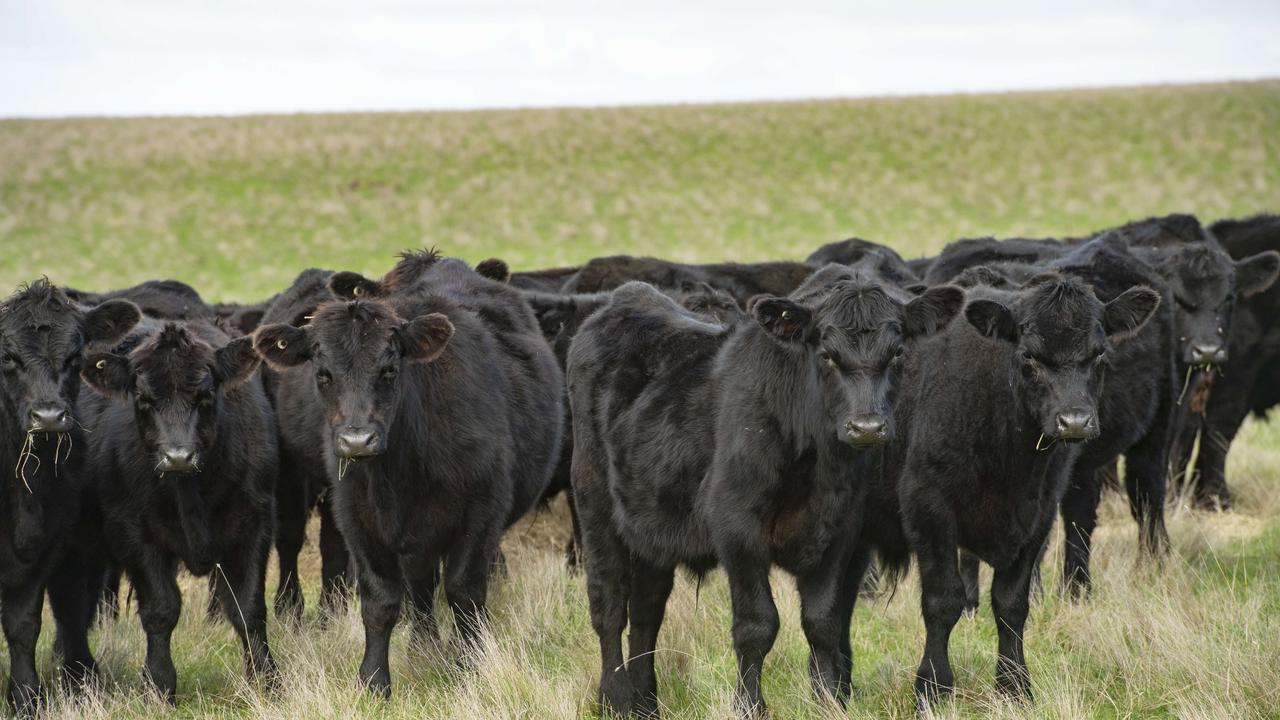 As the dry conditions steadily worsen with little to no respite in sight, the South Burnett Council has urged its graziers to apply for roadside grazing permits if their paddocks have run out of grass.