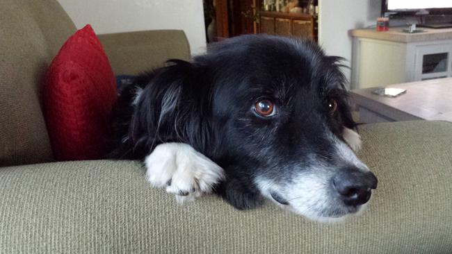 Border Collie Padi was euthanised in June 2017 after being diagnosed with megaeosophagus.