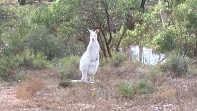 Rare White Kangaroo Snapped Near Swan Reach In Sa Riverland 