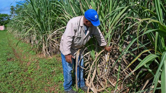 Isis Central Sugar Mill has thrown out a challenge to local cane farmers and prospective cane growers, to plant new cane and receive an incentive payment. (Photo by YAMIL LAGE / AFP)